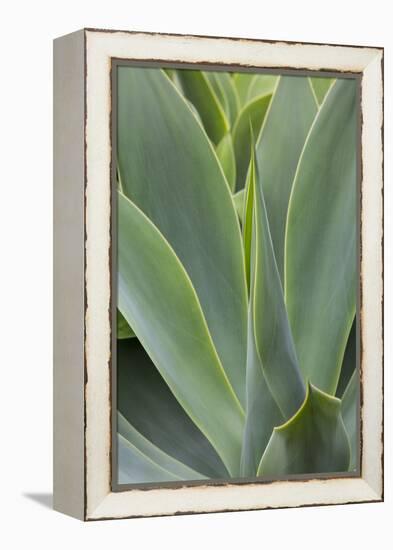 Hawaii, Maui, Agave Plant with Fresh Green Leaves-Terry Eggers-Framed Premier Image Canvas