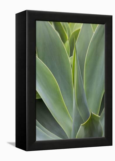 Hawaii, Maui, Agave Plant with Fresh Green Leaves-Terry Eggers-Framed Premier Image Canvas