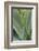 Hawaii, Maui, Agave Plant with Fresh Green Leaves-Terry Eggers-Framed Photographic Print