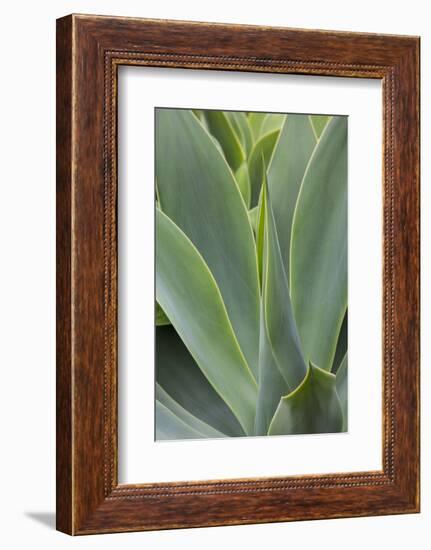 Hawaii, Maui, Agave Plant with Fresh Green Leaves-Terry Eggers-Framed Photographic Print