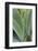 Hawaii, Maui, Agave Plant with Fresh Green Leaves-Terry Eggers-Framed Photographic Print