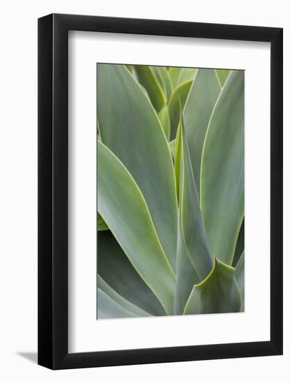 Hawaii, Maui, Agave Plant with Fresh Green Leaves-Terry Eggers-Framed Photographic Print