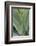 Hawaii, Maui, Agave Plant with Fresh Green Leaves-Terry Eggers-Framed Photographic Print