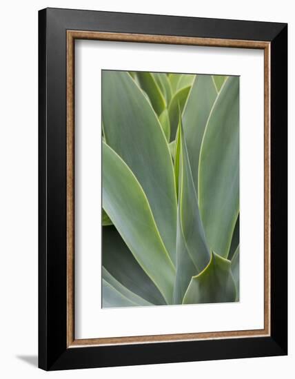 Hawaii, Maui, Agave Plant with Fresh Green Leaves-Terry Eggers-Framed Photographic Print