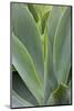 Hawaii, Maui, Agave Plant with Fresh Green Leaves-Terry Eggers-Mounted Photographic Print