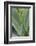 Hawaii, Maui, Agave Plant with Fresh Green Leaves-Terry Eggers-Framed Photographic Print