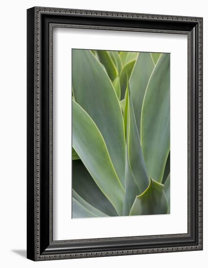 Hawaii, Maui, Agave Plant with Fresh Green Leaves-Terry Eggers-Framed Photographic Print