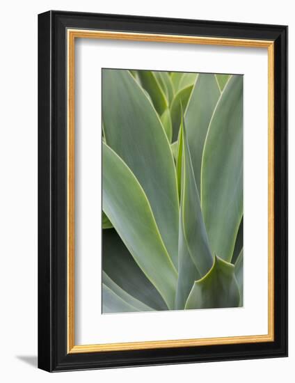 Hawaii, Maui, Agave Plant with Fresh Green Leaves-Terry Eggers-Framed Photographic Print