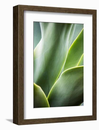 Hawaii, Maui, Agave Plant with Fresh Green Leaves-Terry Eggers-Framed Photographic Print