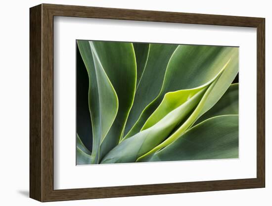 Hawaii, Maui, Agave Plant with Fresh Green Leaves-Terry Eggers-Framed Photographic Print