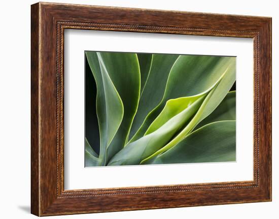 Hawaii, Maui, Agave Plant with Fresh Green Leaves-Terry Eggers-Framed Photographic Print