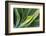 Hawaii, Maui, Agave Plant with Fresh Green Leaves-Terry Eggers-Framed Photographic Print