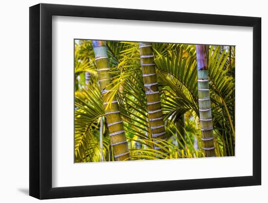 Hawaii, Maui, Garden on the Island of Maui with Bamboo, and Philodendron Plants-Terry Eggers-Framed Photographic Print