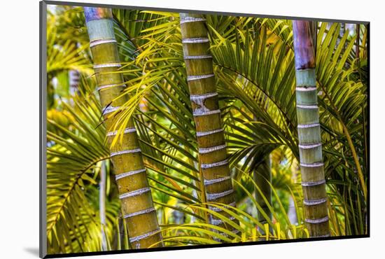 Hawaii, Maui, Garden on the Island of Maui with Bamboo, and Philodendron Plants-Terry Eggers-Mounted Photographic Print