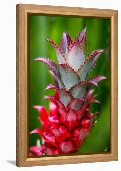 Hawaii, Maui, Pineapple Bromeliad Growing in the Country Side-Terry Eggers-Framed Premier Image Canvas