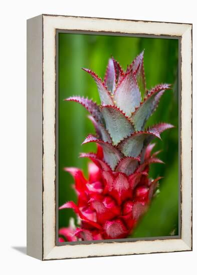 Hawaii, Maui, Pineapple Bromeliad Growing in the Country Side-Terry Eggers-Framed Premier Image Canvas