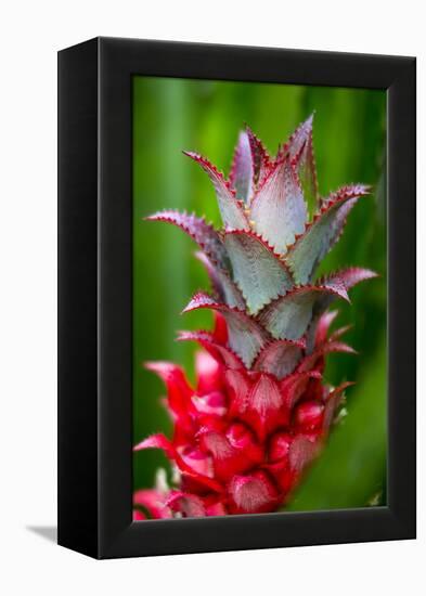 Hawaii, Maui, Pineapple Bromeliad Growing in the Country Side-Terry Eggers-Framed Premier Image Canvas