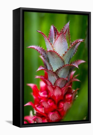 Hawaii, Maui, Pineapple Bromeliad Growing in the Country Side-Terry Eggers-Framed Premier Image Canvas