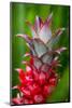 Hawaii, Maui, Pineapple Bromeliad Growing in the Country Side-Terry Eggers-Mounted Photographic Print
