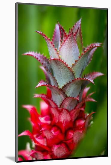 Hawaii, Maui, Pineapple Bromeliad Growing in the Country Side-Terry Eggers-Mounted Photographic Print