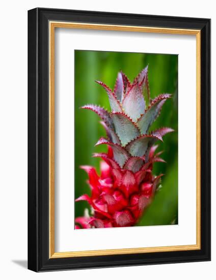 Hawaii, Maui, Pineapple Bromeliad Growing in the Country Side-Terry Eggers-Framed Photographic Print