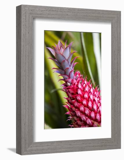 Hawaii, Maui, Pineapple Bromeliad Growing in the Maui-Terry Eggers-Framed Photographic Print