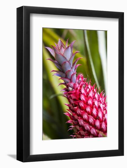 Hawaii, Maui, Pineapple Bromeliad Growing in the Maui-Terry Eggers-Framed Photographic Print