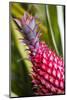 Hawaii, Maui, Pineapple Bromeliad Growing in the Maui-Terry Eggers-Mounted Photographic Print