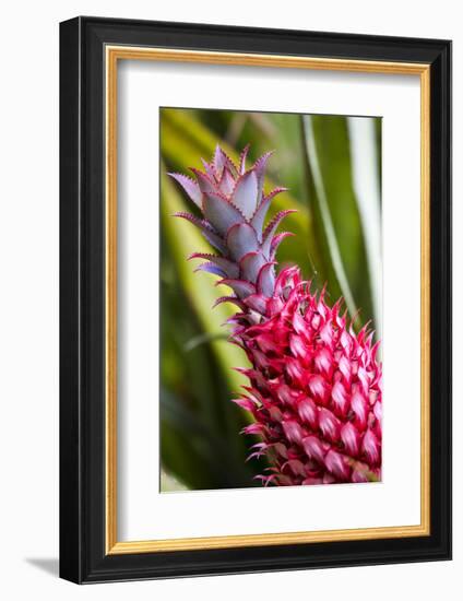 Hawaii, Maui, Pineapple Bromeliad Growing in the Maui-Terry Eggers-Framed Photographic Print