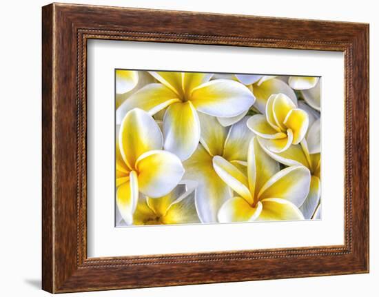 Hawaii, Maui, Plumeria in Mass Display-Terry Eggers-Framed Photographic Print