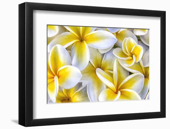 Hawaii, Maui, Plumeria in Mass Display-Terry Eggers-Framed Photographic Print
