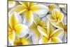 Hawaii, Maui, Plumeria in Mass Display-Terry Eggers-Mounted Photographic Print