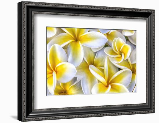 Hawaii, Maui, Plumeria in Mass Display-Terry Eggers-Framed Photographic Print