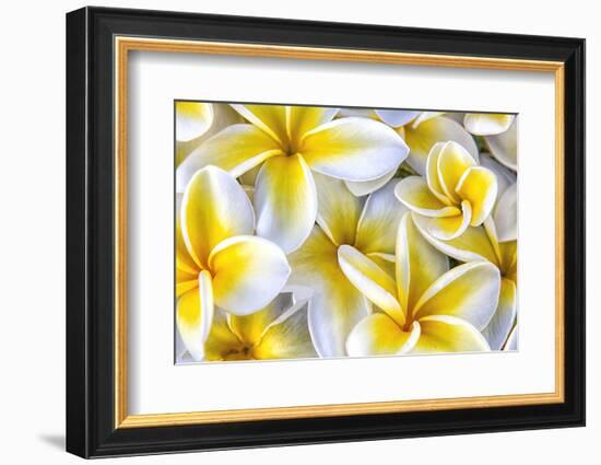 Hawaii, Maui, Plumeria in Mass Display-Terry Eggers-Framed Photographic Print