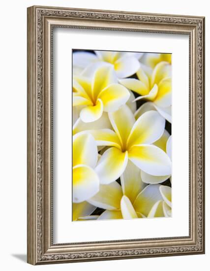 Hawaii, Maui, Plumeria in Mass Display-Terry Eggers-Framed Photographic Print