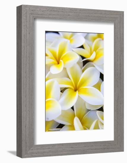 Hawaii, Maui, Plumeria in Mass Display-Terry Eggers-Framed Photographic Print