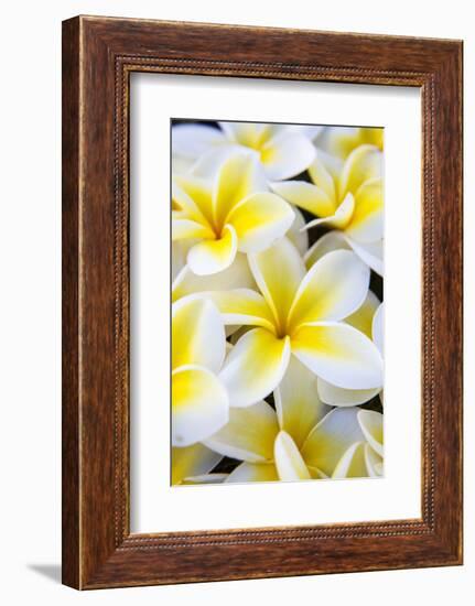 Hawaii, Maui, Plumeria in Mass Display-Terry Eggers-Framed Photographic Print