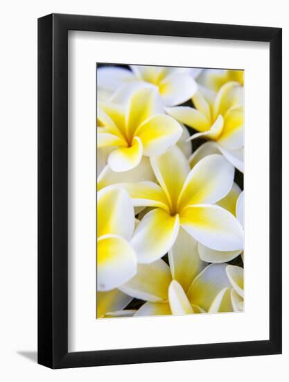 Hawaii, Maui, Plumeria in Mass Display-Terry Eggers-Framed Photographic Print