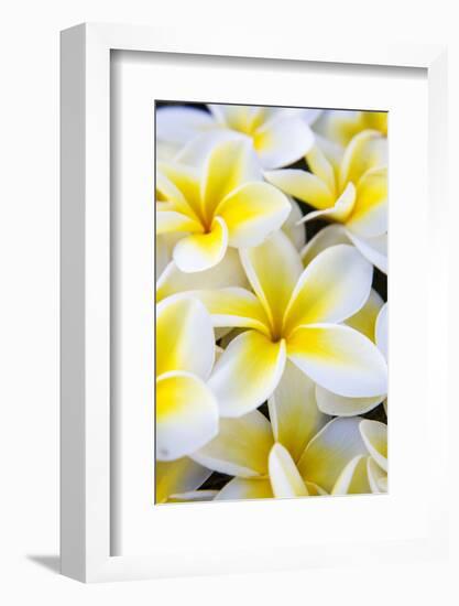 Hawaii, Maui, Plumeria in Mass Display-Terry Eggers-Framed Photographic Print