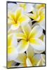 Hawaii, Maui, Plumeria in Mass Display-Terry Eggers-Mounted Photographic Print