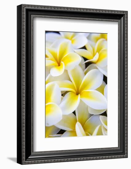 Hawaii, Maui, Plumeria in Mass Display-Terry Eggers-Framed Photographic Print