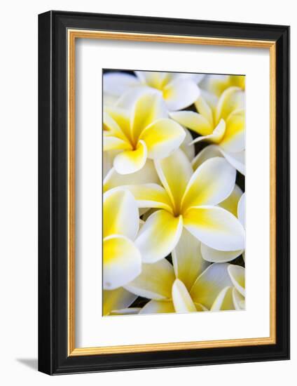 Hawaii, Maui, Plumeria in Mass Display-Terry Eggers-Framed Photographic Print