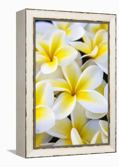 Hawaii, Maui, Plumeria in Mass Display-Terry Eggers-Framed Premier Image Canvas