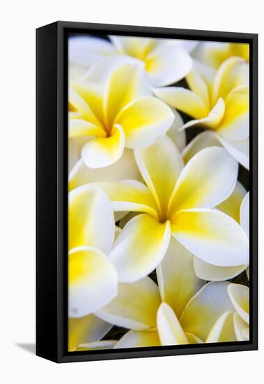 Hawaii, Maui, Plumeria in Mass Display-Terry Eggers-Framed Premier Image Canvas