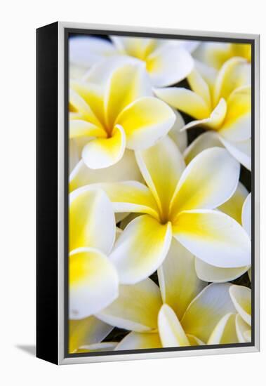 Hawaii, Maui, Plumeria in Mass Display-Terry Eggers-Framed Premier Image Canvas