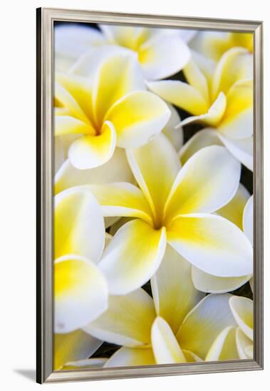 Hawaii, Maui, Plumeria in Mass Display-Terry Eggers-Framed Photographic Print