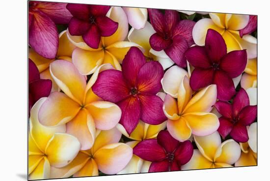 Hawaii, Maui, Plumeria in Mass Display-Terry Eggers-Mounted Premium Photographic Print