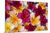 Hawaii, Maui, Plumeria in Mass Display-Terry Eggers-Mounted Premium Photographic Print