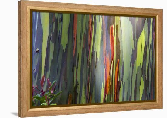 Hawaii, Maui, Rainbow Eucalyptus Trees-Terry Eggers-Framed Premier Image Canvas