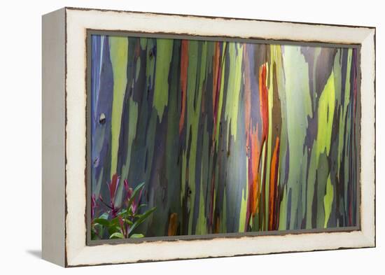 Hawaii, Maui, Rainbow Eucalyptus Trees-Terry Eggers-Framed Premier Image Canvas